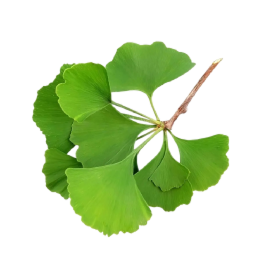 Ginkgo-Biloba