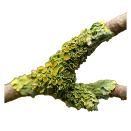 Lichen
