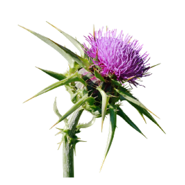 Milk-Thistle