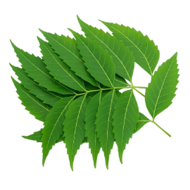 Neem