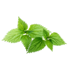 Stinging-Nettle