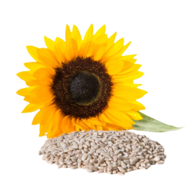 Sunflower-(