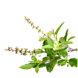 Tulsi